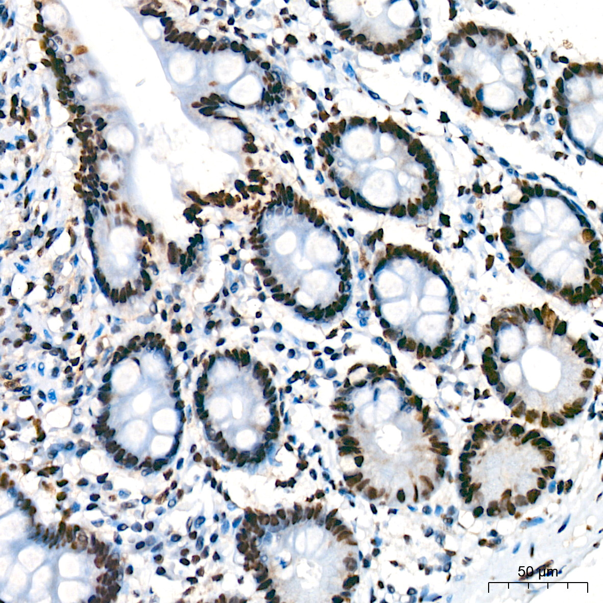 BUB3 Rabbit Monoclonal Antibody - Image 8
