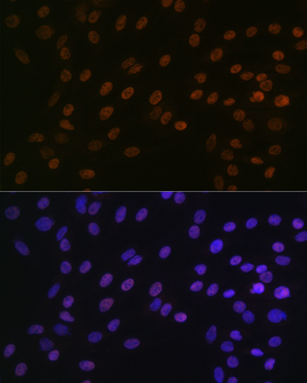 BUB3 Rabbit Monoclonal Antibody - Image 10
