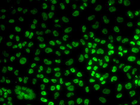 BUB3 Rabbit Polyclonal Antibody - Image 2