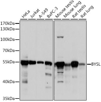 BYSL Rabbit Polyclonal Antibody