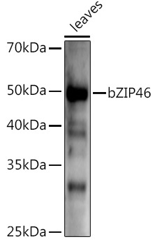 bZIP46 Rabbit Polyclonal Antibody