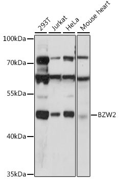 BZW2 Rabbit Polyclonal Antibody
