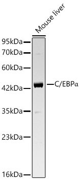 C/EBPAlpha Rabbit Polyclonal Antibody
