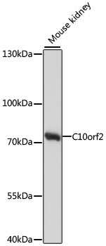 C10orf2 Rabbit Polyclonal Antibody