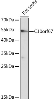 C10orf67 Rabbit Polyclonal Antibody