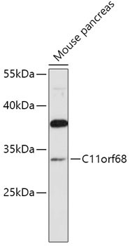 C11orf68 Rabbit Polyclonal Antibody