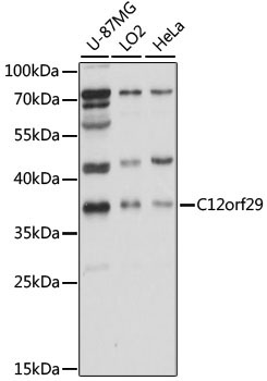C12orf29 Rabbit Polyclonal Antibody