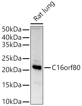 C16orf80 Rabbit Polyclonal Antibody - Image 2
