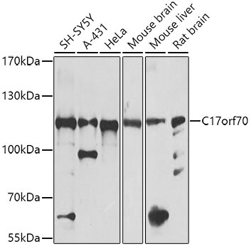 C17orf70 Rabbit Polyclonal Antibody
