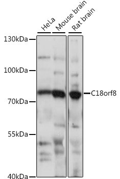 C18orf8 Rabbit Polyclonal Antibody