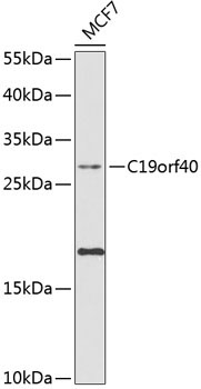 C19orf40 Rabbit Polyclonal Antibody
