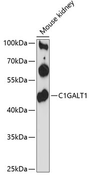 C1GALT1 Rabbit Polyclonal Antibody