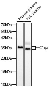 C1qa Rabbit Polyclonal Antibody