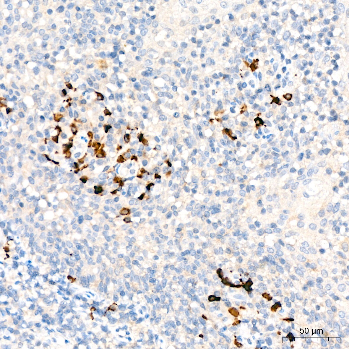 C1qa Rabbit Polyclonal Antibody - Image 2