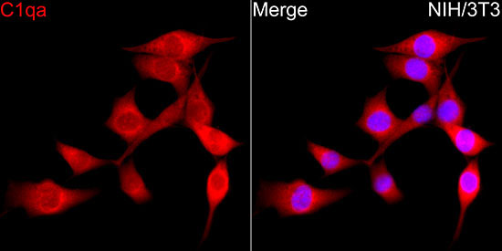 C1qa Rabbit Polyclonal Antibody - Image 3