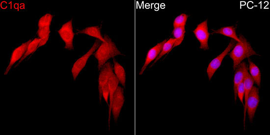 C1qa Rabbit Polyclonal Antibody - Image 4