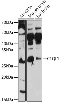 C1QL1 Rabbit Polyclonal Antibody