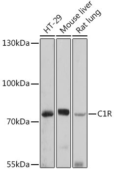 C1R Rabbit Polyclonal Antibody