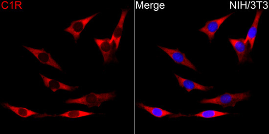 C1R Rabbit Polyclonal Antibody - Image 3