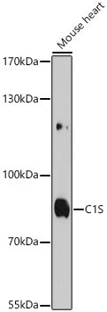 C1S Rabbit Polyclonal Antibody