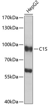 C1S Rabbit Polyclonal Antibody