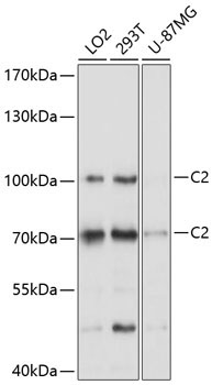 C2 Rabbit Polyclonal Antibody