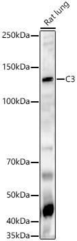 C3 Rabbit Polyclonal Antibody