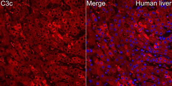 C3c Rabbit Polyclonal Antibody - Image 2