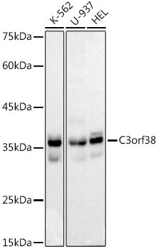 C3orf38 Rabbit Monoclonal Antibody