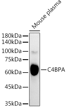 C4BPA Rabbit Polyclonal Antibody - Image 2