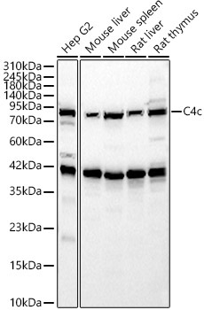 C4c Rabbit Polyclonal Antibody