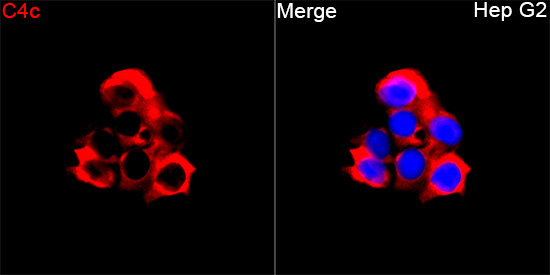 C4c Rabbit Polyclonal Antibody - Image 2
