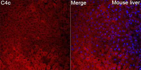 C4c Rabbit Polyclonal Antibody - Image 3