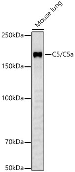 C5/C5a Rabbit Polyclonal Antibody