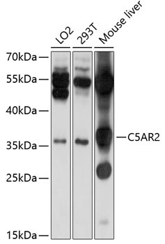 C5AR2 Rabbit Polyclonal Antibody