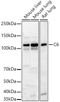 C6 Rabbit Polyclonal Antibody