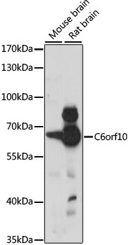 C6orf10 Rabbit Polyclonal Antibody