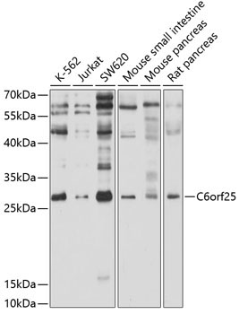C6orf25 Rabbit Polyclonal Antibody