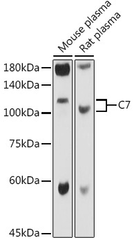 C7 Rabbit Polyclonal Antibody