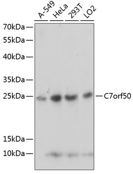 C7orf50 Rabbit Polyclonal Antibody