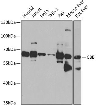 C8B Rabbit Polyclonal Antibody