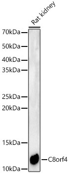 C8orf4 Rabbit Polyclonal Antibody