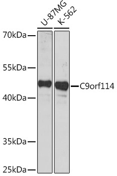 C9orf114 Rabbit Polyclonal Antibody