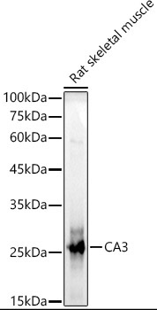 CA3 Rabbit Polyclonal Antibody