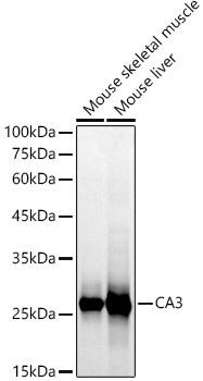 CA3 Rabbit Polyclonal Antibody - Image 2