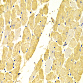CA3 Rabbit Polyclonal Antibody - Image 3