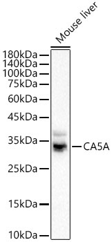 CA5A Rabbit Polyclonal Antibody