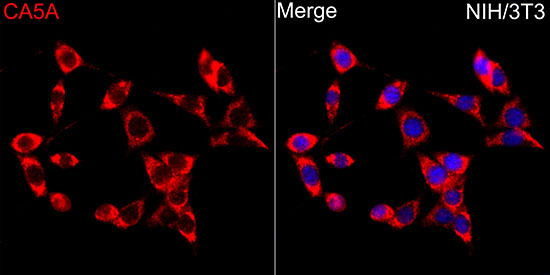 CA5A Rabbit Polyclonal Antibody - Image 2