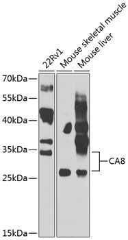 CA8 Rabbit Polyclonal Antibody