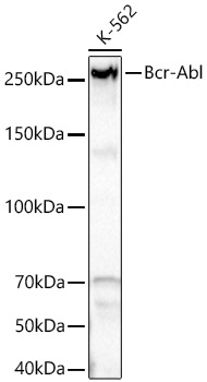 c-Abl Rabbit Monoclonal Antibody